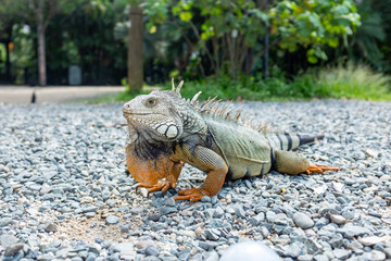 Naklejka premium Green Iguana (Iguana Iguana) Large Herbivorous Lizard Standing on Rocks near the Trees