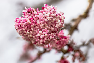 Blütenstand mit offenen Blüten des Winterschneeballs - Bodnant Viburnum