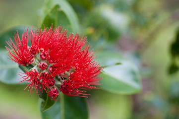 Red Ohia-lehua flower of Hawaii