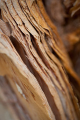 Layers of brown tree bark - abstract, texture of nature