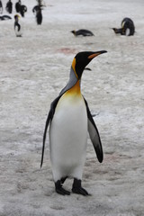 Stehende Königspinguine in Antarktis