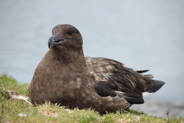 Badender Skua / Petrel in Antarktis