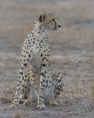 Cheetah