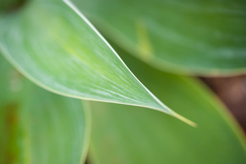 Pointy Green Leaf, close-up, Macro, Shallow depth of field