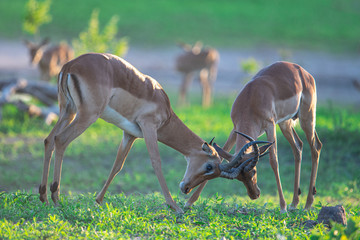 Impala