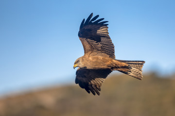 Black kite flying