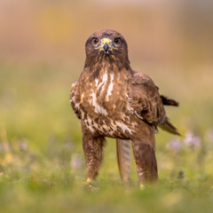 Buzzard perched in grass