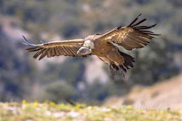Griffon vulture flying and landing