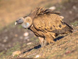 Griffon vulture perched on ground