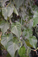 Feuilles de vanille au Mexique