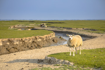 Obraz premium Tidal marshland Ameland