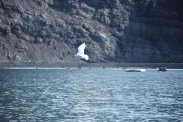 V&ouml;gel in der Antarktis - S&uuml;dgeorgien