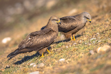 Two Black kite on ground