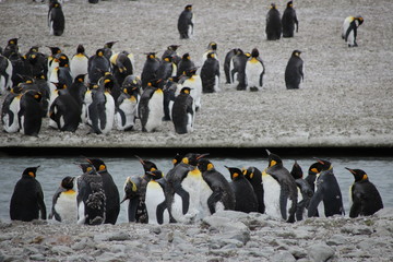 Kaiserpinguine am Wasser stehend - Antarktis S&uuml;dgeorgien