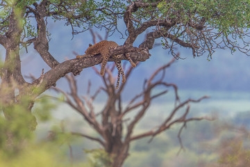 Leopard sleeping in tree