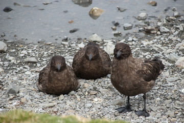 Skua Vögel Antarktis - Flügel schlag