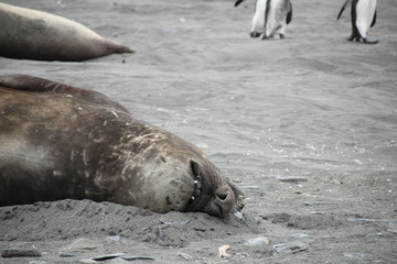 Liegender schlafender Seehund in Antarktis S&uuml;dgeorgien