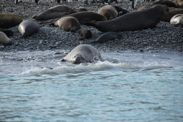 Seehund liegt am Strand