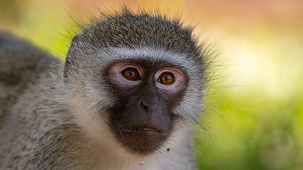 Vervet Monkey