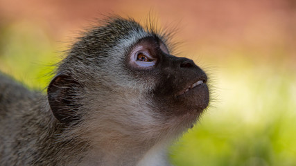 Vervet Monkey