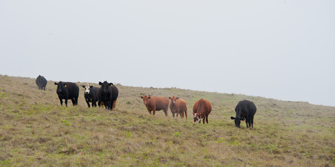 Cattle Ranch, Dairy Cows on field, cloudy day