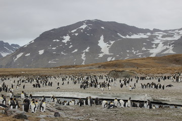 Kaiserpinguine am Wasser stehend - Antarktis Südgeorgien