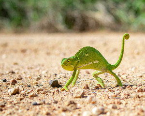 Flap Necked Chameleon