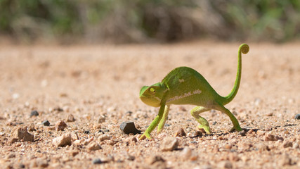 Flap Necked Chameleon