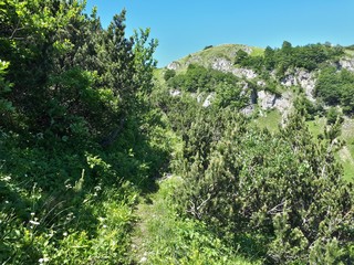 Obraz premium Small bushes on mountain trail