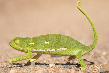 Flap Necked Chameleon
