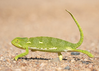 Fototapeta premium Flap Necked Chameleon