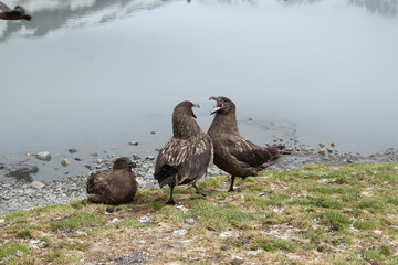 Skua Vögel Antarktis - Flügel schlag