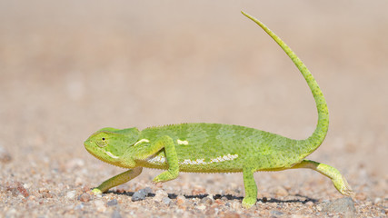 Flap Necked Chameleon