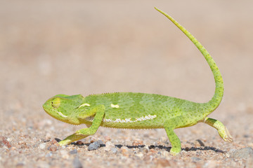 Flap Necked Chameleon