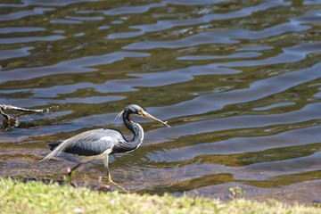 Grey heron at the waters edge with small fish in beak