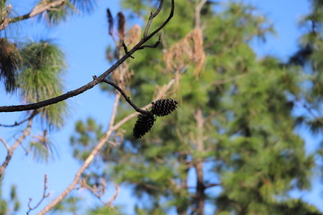Pine cones on tree branch