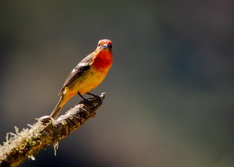 Tanager