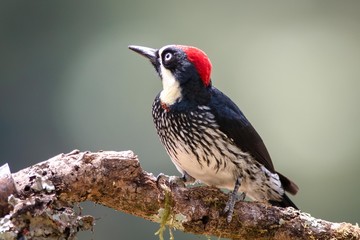 Acorn Woodpecker