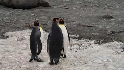 Stehende Königspinguine in Antarktis