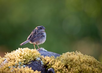 Sparrow