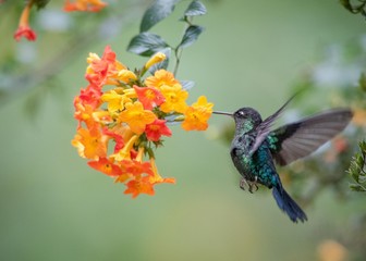 Hummingbird on a flower