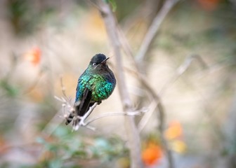 Hummingbird on a branch