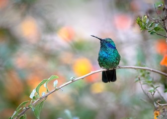 Hummingbird on a branch