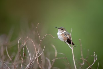 Hummingbird on a branch