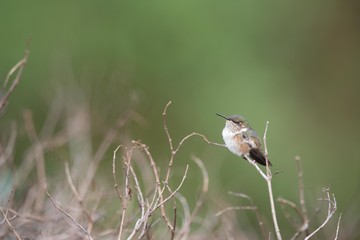 Hummingbird on a branch