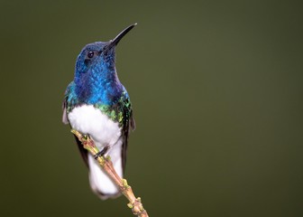 Hummingbird on a banch