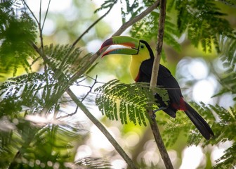 Keelbill toucan © Gagan