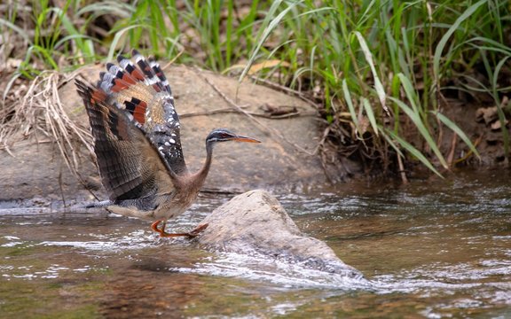 Sunbittern in water