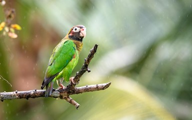 Parrot on a branch