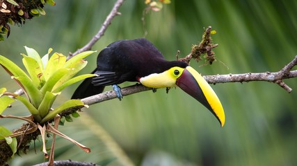 Toucan on a branch